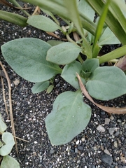 Mertensia maritima