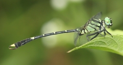 Nepogomphus modestus