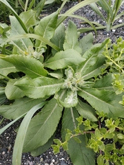 Senecio pseudoarnica