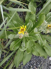 Senecio pseudoarnica