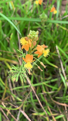 Bulbine frutescens