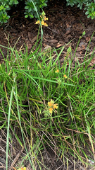 Bulbine frutescens