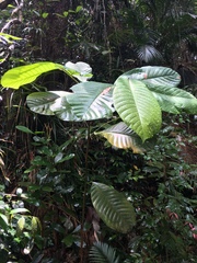 Cupania