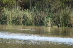 Gallinula tenebrosa