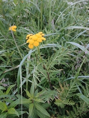 Tanacetum vulgare boreale