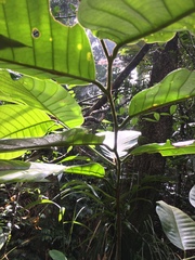Cupania