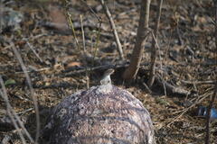 Sceloporus variabilis