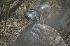 Sceloporus variabilis