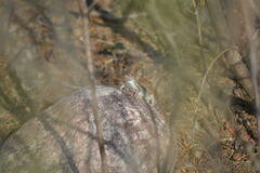 Sceloporus variabilis