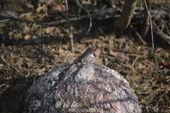 Sceloporus variabilis