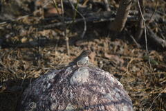 Sceloporus variabilis