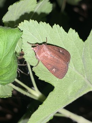 Xestia xanthographa