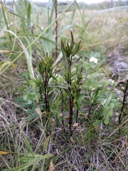 Lomatogonium rotatum