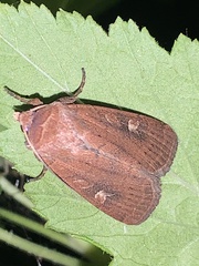 Xestia xanthographa