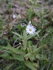 Stellaria radians