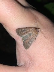 Xestia xanthographa