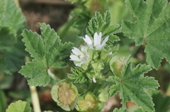Malva parviflora