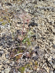 Bupleurum triradiatum