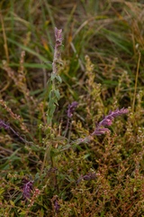 Pedicularis palustris