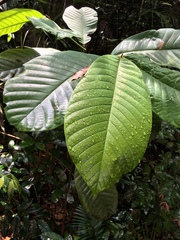 Cupania