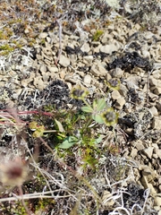 Bupleurum triradiatum