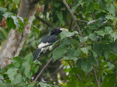 Bycanistes fistulator