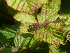 Sympetrum