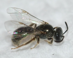 Lasioglossum illinoense