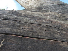 Scolytus