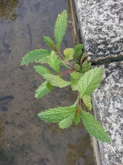 Verbena bonariensis