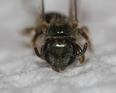 Lasioglossum illinoense