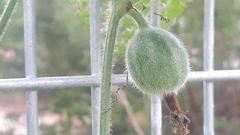 Trichosanthes scabra