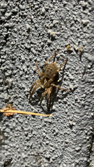 Lycosoidea