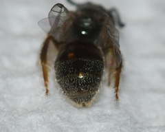 Lasioglossum illinoense