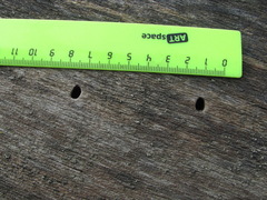 Scolytus