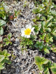 Sieversia pusilla
