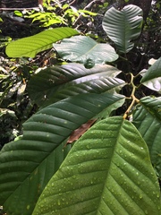 Cupania