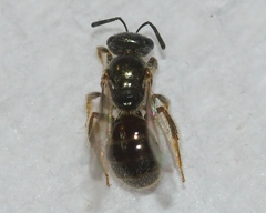 Lasioglossum illinoense