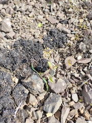 Bupleurum triradiatum