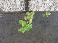 Nepeta racemosa