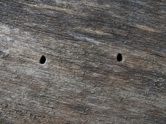 Scolytus