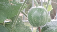 Trichosanthes scabra