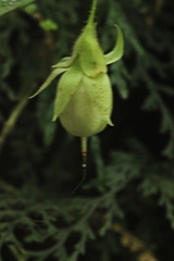 Fieldia australis