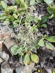 Alectoria ochroleuca