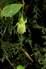 Fieldia australis