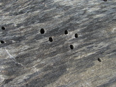 Scolytus