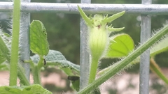 Trichosanthes scabra