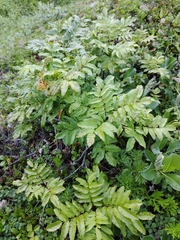 Sorbus sambucifolia