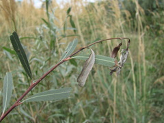 Venturia saliciperda