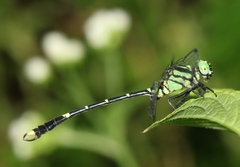 Nepogomphus modestus
